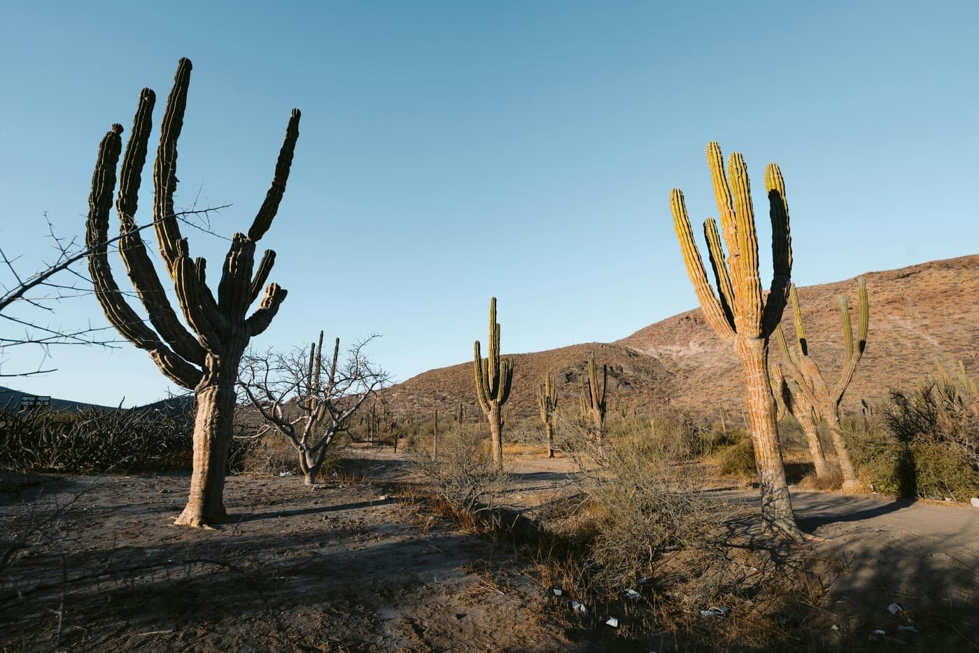 Baja California